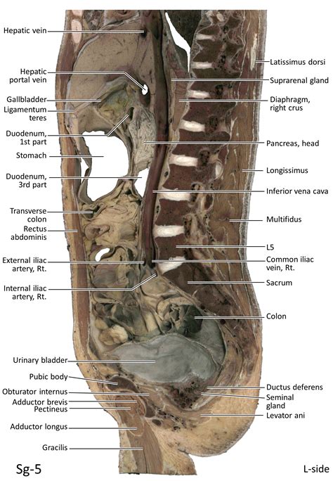 陰莖擺放位置|KMU Anatomy Video